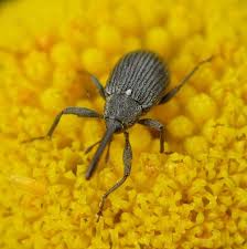 Attēlu rezultāti vaicājumam “Anthonomus phyllocola”