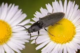 Attēlu rezultāti vaicājumam “Hemicrepidius sp.”
