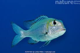 Image result for Monotaxis grandoculis