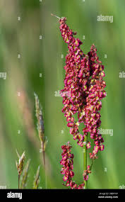 Attēlu rezultāti vaicājumam “Rumex acetosa flower”