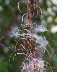 Attēlu rezultāti vaicājumam “Epilobium angustifolium bud”