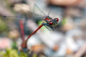 Attēlu rezultāti vaicājumam “Pyrrhosoma nymphula”