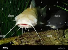 Image result for Ictalurus punctatus