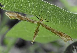 Attēlu rezultāti vaicājumam “Gillmeria pallidactyla”