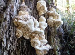 Attēlu rezultāti vaicājumam “Antrodia albida”