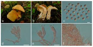 Attēlu rezultāti vaicājumam “Lentaria sp.”