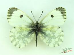 Attēlu rezultāti vaicājumam “Anthocharis cardamines underside”