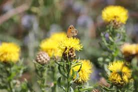 Attēlu rezultāti vaicājumam “Centaurea scabiosa flower”