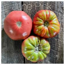 Afbeeldingsresultaat voor earliana tomato