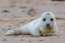 Attēlu rezultāti vaicājumam “Halichoerus grypus”