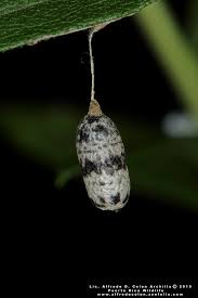 Attēlu rezultāti vaicājumam “Ichneumonidae cocoon”