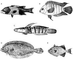 Image result for Platycephalus richardsoni