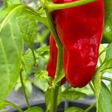 Afbeeldingsresultaat voor Szegedi 80 hot pepper