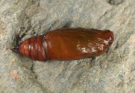 Attēlu rezultāti vaicājumam “Camptogramma bilineata”