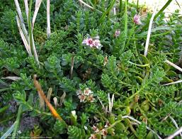 Attēlu rezultāti vaicājumam “Glaux maritima”