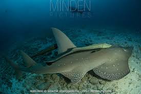 Image result for Rhynchobatus australiae