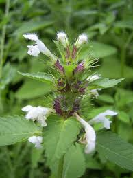 Attēlu rezultāti vaicājumam “Galeopsis tetrahit leaf”