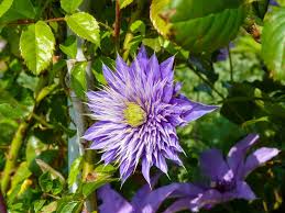 Image result for clematis multi blue