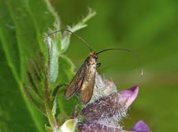 Attēlu rezultāti vaicājumam “Cauchas rufimitrella”