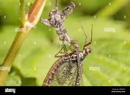 Attēlu rezultāti vaicājumam “Ephemeroptera imago”