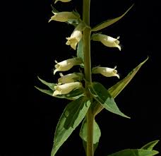 Image result for Digitalis lutea