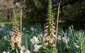 Attēlu rezultāti vaicājumam “Digitalis purpurea flower”