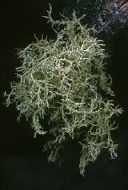 Attēlu rezultāti vaicājumam “Usnea hirta”