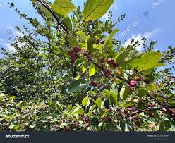 Attēlu rezultāti vaicājumam “Malus sylvestris”