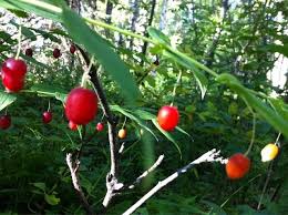 Attēlu rezultāti vaicājumam “Trichia ambigua stalked”