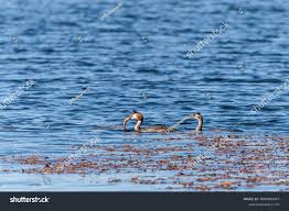 Attēlu rezultāti vaicājumam “Podiceps cristatus adult”