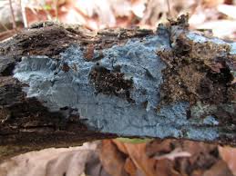 Attēlu rezultāti vaicājumam “Byssocorticium atrovirens”