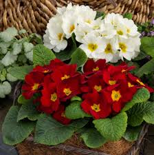 Attēlu rezultāti vaicājumam “Primula x margotae”