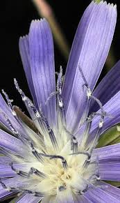 Attēlu rezultāti vaicājumam “Lactuca tatarica bud”