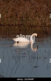Attēlu rezultāti vaicājumam “Cygnus columbianus adult”