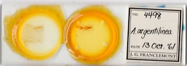 Attēlu rezultāti vaicājumam “Mythimna sp.”