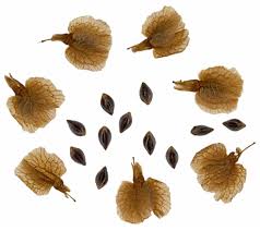 Attēlu rezultāti vaicājumam “Rumex acetosa fruit”