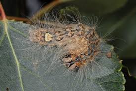 Attēlu rezultāti vaicājumam “Acronicta megacephala”