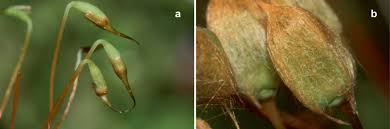 Attēlu rezultāti vaicājumam “Pogonatum dentatum macro”