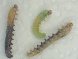 Attēlu rezultāti vaicājumam “Eriocampa ovata larva”