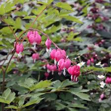 Image result for tränendes Herz