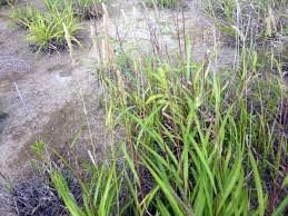 Attēlu rezultāti vaicājumam “Calamagrostis epigeios”