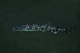 Image result for Scyliorhinus stellaris