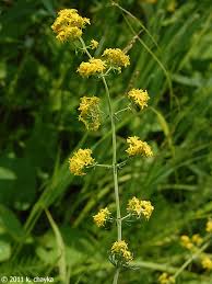 Attēlu rezultāti vaicājumam “Galium verum bud”