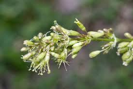Attēlu rezultāti vaicājumam “Silene otites”