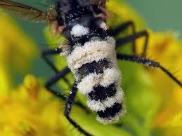 Attēlu rezultāti vaicājumam “Entomophthora”