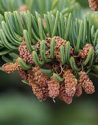 Attēlu rezultāti vaicājumam “Carex lasiocarpa male flower”