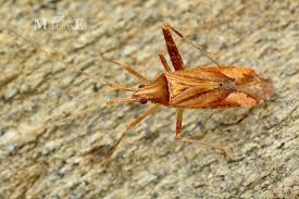 Attēlu rezultāti vaicājumam “Phytocoris sp.”