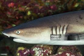 Image result for Triaenodon obesus