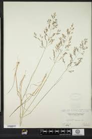 Attēlu rezultāti vaicājumam “Agrostis canina”