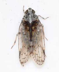 Attēlu rezultāti vaicājumam “Cixius sp.”